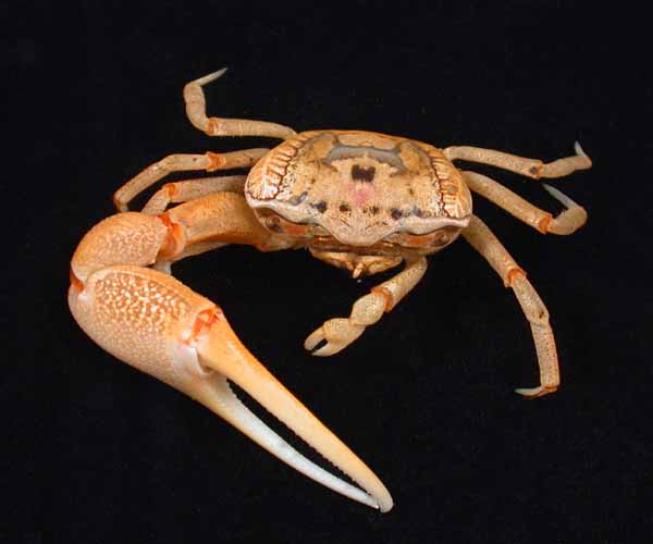 pet crabs