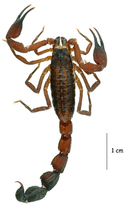 A scorpion's flexible claws