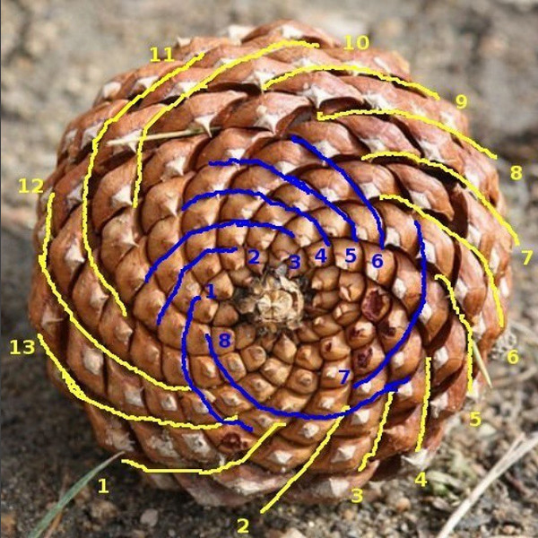 fibonacci sequence in nature pinecone
